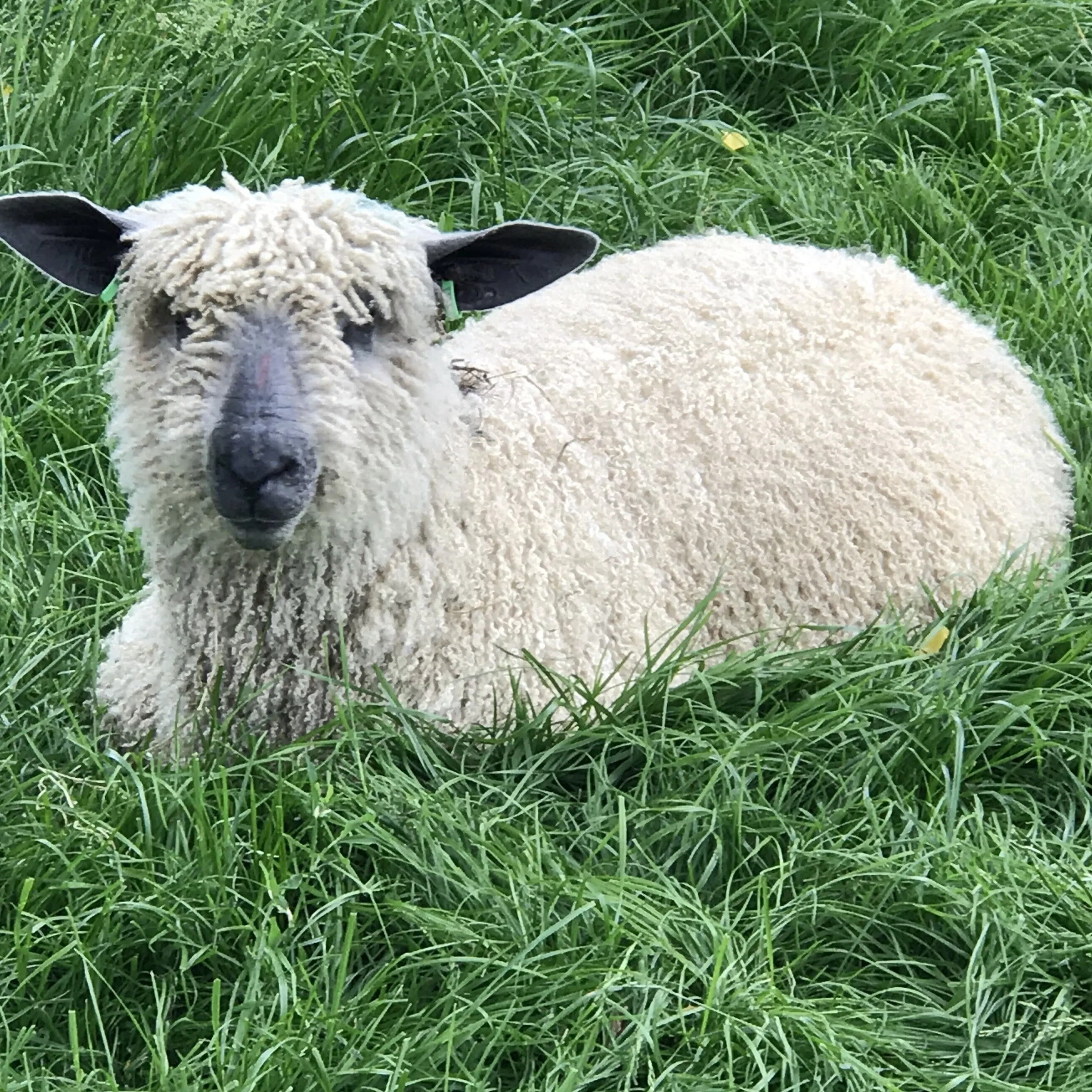 500g (1.1lbs) Bulky Wool: Rare Breed Wensleydale and Bluefaced Leicester Home Farm Grey