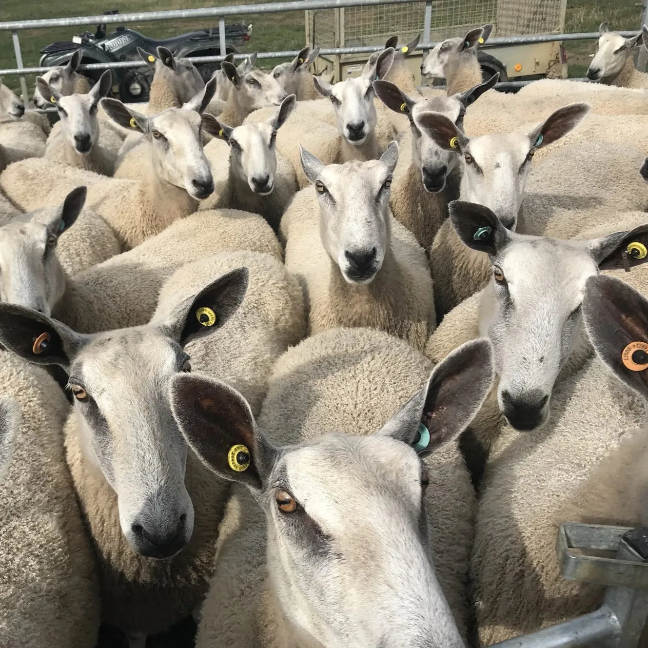 500g (1.1lbs) Bulky Wool: Rare Breed Wensleydale and Bluefaced Leicester Home Farm Grey